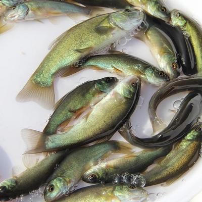 如何儲(chǔ)存魚(yú)苗飼料保持新鮮：魚(yú)苗飼料儲(chǔ)存方法 龍魚(yú)百科 第4張