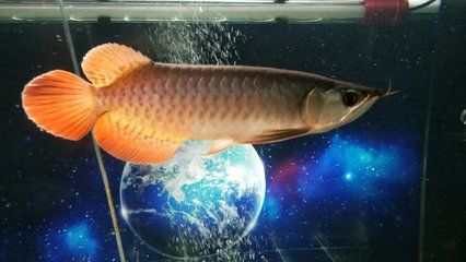 龍魚(yú)之巔app下載量多少：龍魚(yú)之巔app下載多少詳情 龍魚(yú)百科 第2張