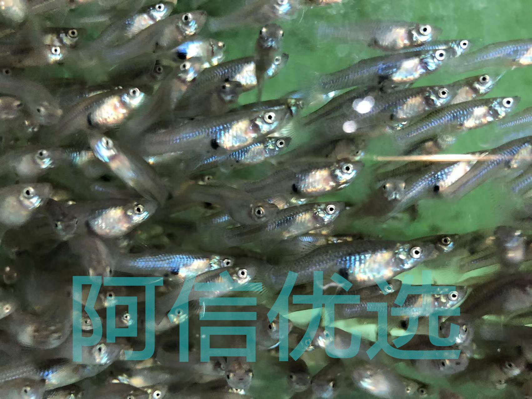 龍魚(yú)喂魚(yú)糧好嗎：喂養(yǎng)龍魚(yú)人工魚(yú)糧對(duì)龍魚(yú)的健康發(fā)展有多個(gè)好處 龍魚(yú)百科 第1張