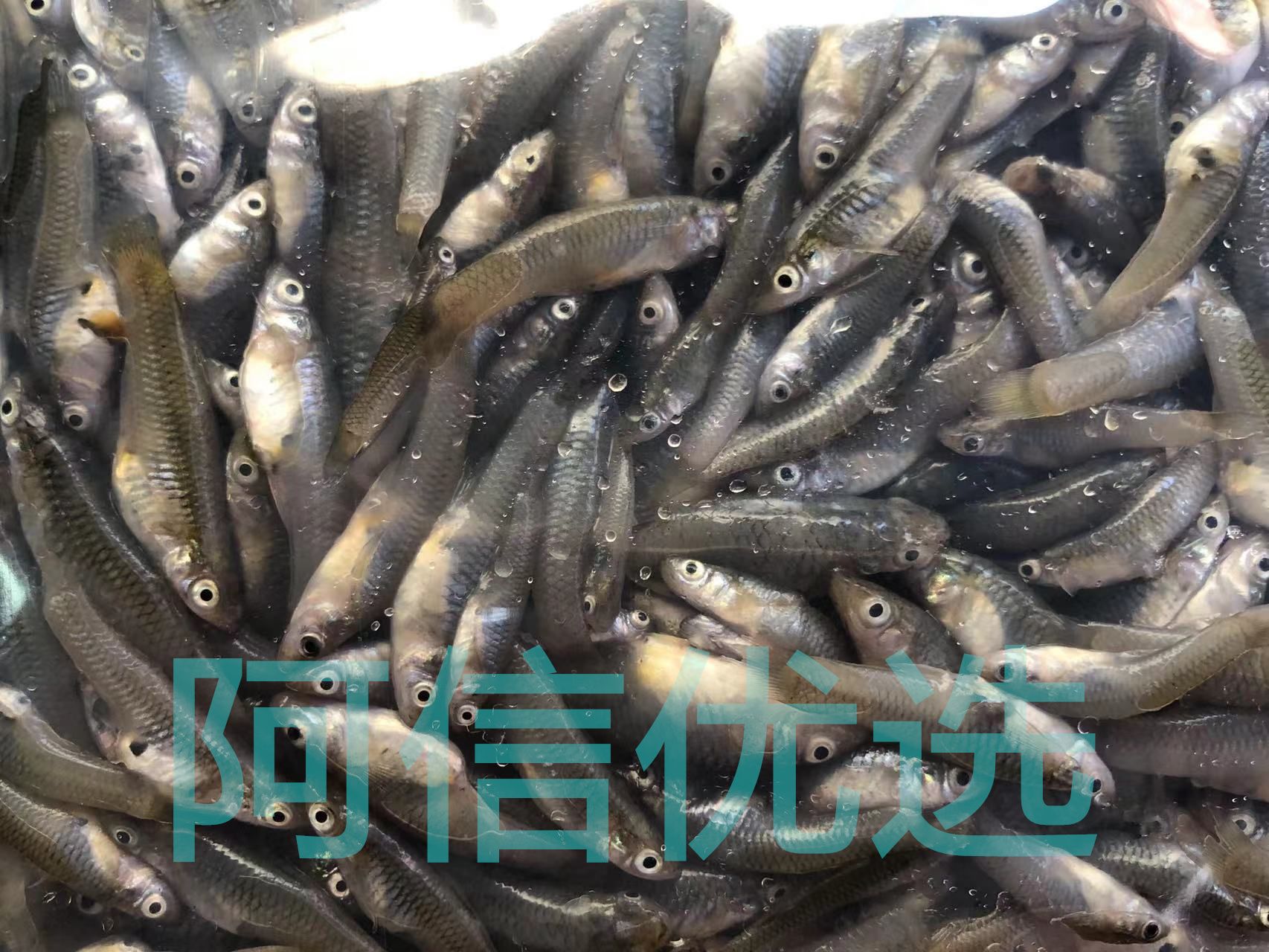 龍魚(yú)喂魚(yú)糧好嗎：喂養(yǎng)龍魚(yú)人工魚(yú)糧對(duì)龍魚(yú)的健康發(fā)展有多個(gè)好處 龍魚(yú)百科 第5張