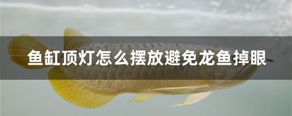 龍魚(yú)掉眼最簡(jiǎn)單的恢復(fù)開(kāi)燈時(shí)間：如何正確調(diào)整魚(yú)缸燈光，龍魚(yú)掉眼的手術(shù)恢復(fù)方法 龍魚(yú)百科 第4張