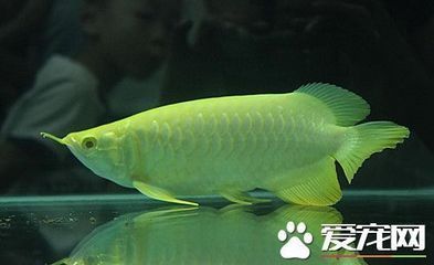 龍魚撞缸拒食：關(guān)于龍魚撞缸拒食的詳細(xì)信息 龍魚百科 第5張