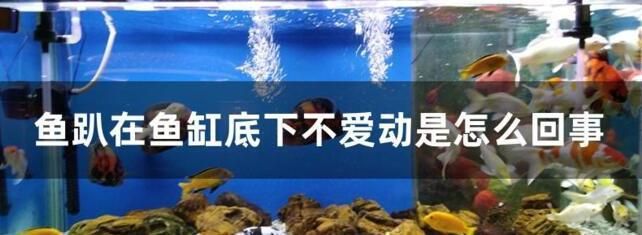 金龍魚最長：關(guān)于金龍魚的問題 水族問答 第5張