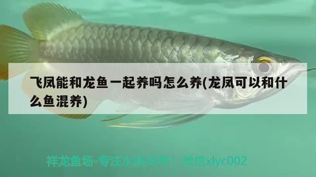 龍魚和飛鳳混養(yǎng)幾條好：混養(yǎng)龍魚和飛鳳魚的具體數(shù)量并沒有統(tǒng)一的答案 龍魚百科 第4張