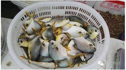 黃鰭鯧魚混養(yǎng)的注意事項：黃鰭鯧魚混養(yǎng)水族箱布置建議黃鰭鯧魚混養(yǎng)水質(zhì)管理技巧 龍魚百科 第5張