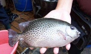 銀鼓魚(yú)苗混養(yǎng)時(shí)的飲食管理：銀鼓魚(yú)苗在混養(yǎng)時(shí)的飲食管理 龍魚(yú)百科 第1張