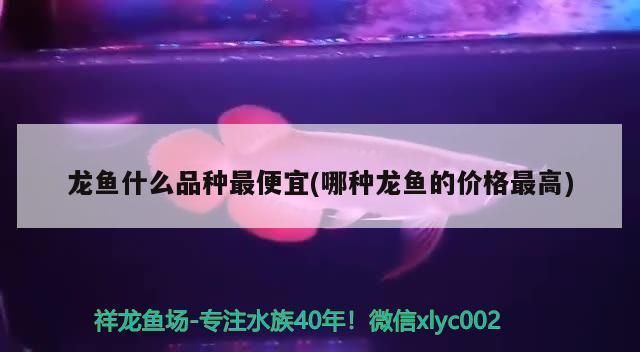 龍魚(yú)哪個(gè)品種最便宜：銀龍魚(yú)價(jià)格和飼養(yǎng)的詳細(xì)信息，銀龍魚(yú)價(jià)格和飼養(yǎng)詳細(xì)信息