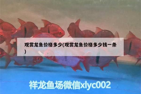 龍魚一只多少錢一條：一條龍魚的價(jià)格在500元到3000元人民幣不等