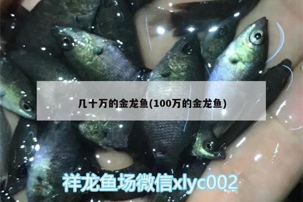 紅魔王銀版魚(yú)價(jià)格趨勢(shì)：紅魔王銀版魚(yú)價(jià)格趨勢(shì)分析紅魔王銀版魚(yú)價(jià)格趨勢(shì)