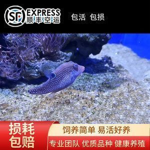 龍魚怎么打包郵寄的：打包郵寄龍魚前的健康檢查要點(diǎn)和注意事項(xiàng)和注意事項(xiàng) 龍魚百科 第4張