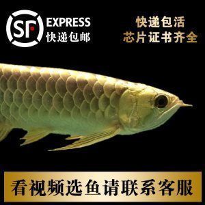 龍魚怎么打包郵寄的：打包郵寄龍魚前的健康檢查要點(diǎn)和注意事項(xiàng)和注意事項(xiàng) 龍魚百科 第3張