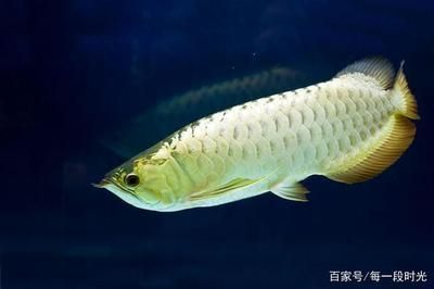 銀龍魚苗飼養(yǎng)條件優(yōu)化：優(yōu)化銀龍魚苗的飼養(yǎng)條件是確保它們健康成長的關(guān)鍵 龍魚百科 第2張