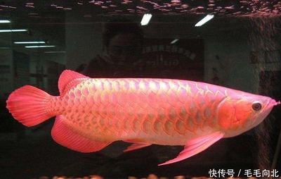 龍魚一般會得什么病呢圖片：關(guān)于龍魚的一些常見疾病及其癥狀的介紹 龍魚百科 第1張