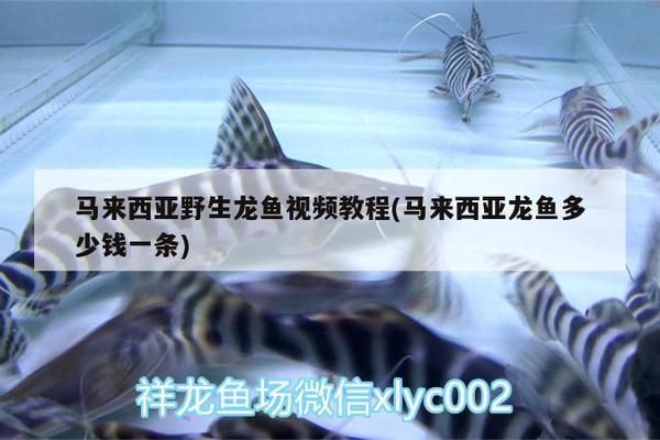 龍魚(yú)是野生的還是養(yǎng)殖的好：如何辨別野生與養(yǎng)殖龍魚(yú)