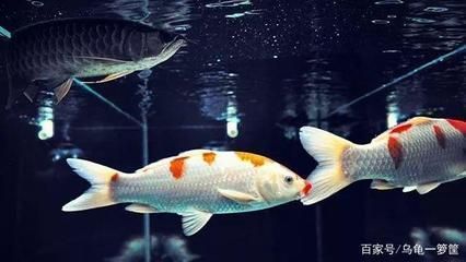 龍魚配鳳魚：龍魚鳳魚混養(yǎng)空間要求，龍魚鳳魚食物選擇指南