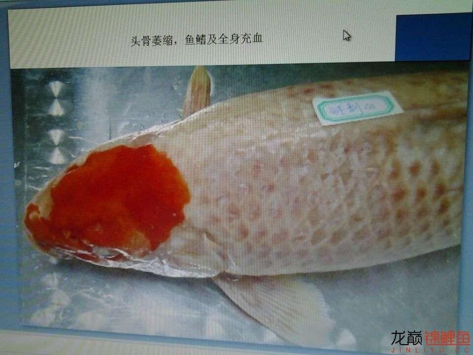 龍魚鱗底充血：關(guān)于龍魚鱗底充血的一些詳細信息 龍魚百科 第1張