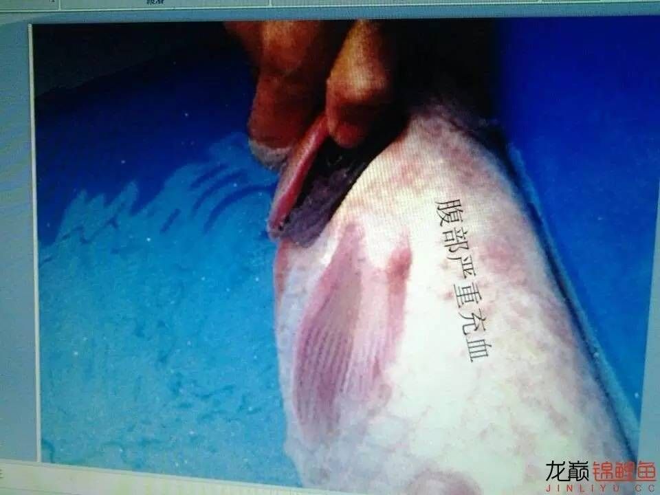 龍魚鱗底充血：關(guān)于龍魚鱗底充血的一些詳細信息 龍魚百科 第2張