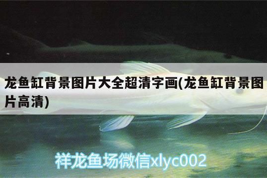 龍魚缸背景圖片大全超清 字畫高清：龍魚缸背景圖大全高清版，字畫清晰適用于家居裝飾 龍魚百科 第2張