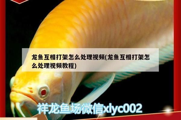 防止龍魚打架的辦法視頻：如何防止龍魚打架 龍魚百科 第1張