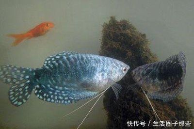 龍魚魚缸繁殖教程：龍魚的繁殖方法 龍魚百科 第5張