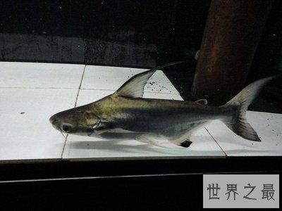 恐龍魚飼養(yǎng)條件：關(guān)于恐龍魚的問題 水族問答 第1張