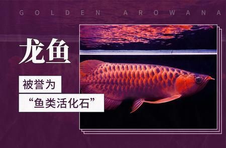 龍魚的學(xué)名叫什么：揭秘龍魚的神秘學(xué)名 龍魚百科 第3張