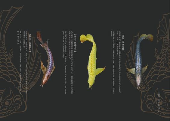 龍魚魚食品牌介紹：龍魚魚食品牌有哪些 龍魚百科 第4張