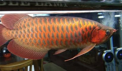 粉紅龍魚(yú)價(jià)格：粉紅龍魚(yú)價(jià)格會(huì)受到哪些因素的影響 龍魚(yú)百科 第1張