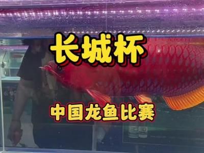 夸贊龍魚的句子唯美一點(diǎn)：風(fēng)景圖集：龍魚 水族問答 第2張