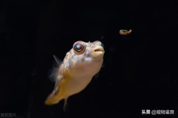 夸贊龍魚的句子有哪些成語：&龍魚的優(yōu)雅姿態(tài)和靈動游動真是令人嘆為觀止 水族問答