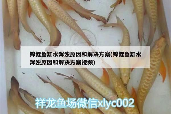 申古銀版魚(yú)混養(yǎng)常見(jiàn)問(wèn)題及解決：申古銀版魚(yú)在混養(yǎng)時(shí)可能遇到的問(wèn)題包括空間擁擠和魚(yú)類(lèi)間的攻擊性 龍魚(yú)百科 第5張