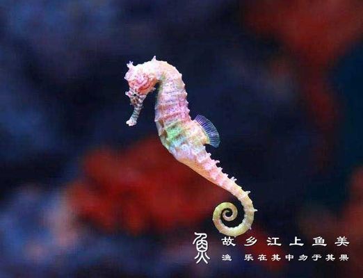 獐子島魚苗品種及特點(diǎn)：獐子島蝦夷扇貝新品種“獐子島紅”以及人工增殖的天鵝蛋大蛤 龍魚百科 第2張