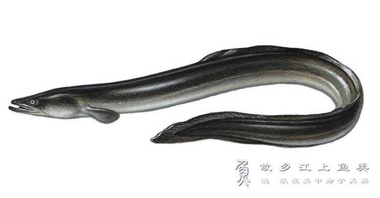 獐子島魚苗品種及特點(diǎn)：獐子島蝦夷扇貝新品種“獐子島紅”以及人工增殖的天鵝蛋大蛤 龍魚百科 第3張