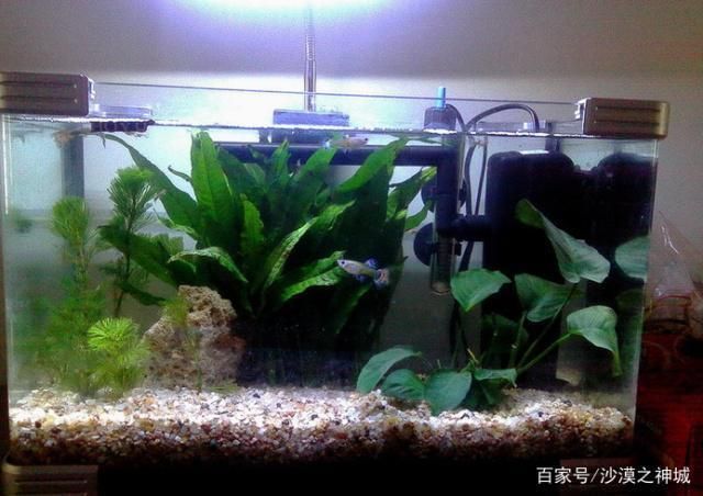 銀版魚(yú)適宜的水族箱尺寸：水族箱尺寸與魚(yú)類(lèi)健康關(guān)系，銀版魚(yú)日常護(hù)理要點(diǎn) 龍魚(yú)百科 第1張