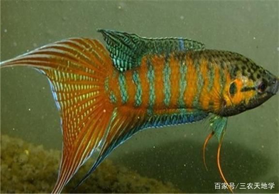 銀版魚(yú)適宜的水族箱尺寸：水族箱尺寸與魚(yú)類(lèi)健康關(guān)系，銀版魚(yú)日常護(hù)理要點(diǎn) 龍魚(yú)百科 第3張