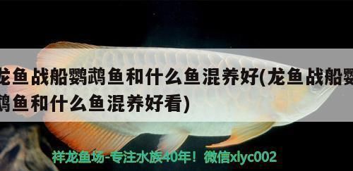 龍魚戰(zhàn)船鸚鵡魚和什么魚混養(yǎng)好：龍魚戰(zhàn)船鸚鵡魚的混養(yǎng) 龍魚百科 第1張