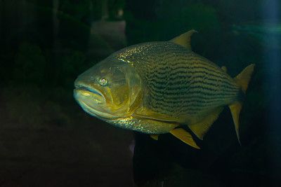 龍魚(yú)繁殖基地圖片：關(guān)于龍魚(yú)繁殖基地的具體介紹 龍魚(yú)百科 第3張