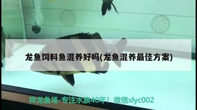 龍魚飼料魚混養(yǎng)怎么樣?。糊堲~混養(yǎng)需要注意多種因素， 龍魚百科 第2張