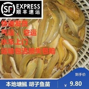 龍魚快遞運輸最多幾天：龍魚快遞運輸存活時間大約在2到3天左右，但不是絕對的