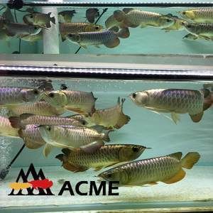 孔雀龍魚繁殖飼料多樣化實踐：孔雀龍魚的繁殖飼料多樣化實踐 龍魚百科 第2張