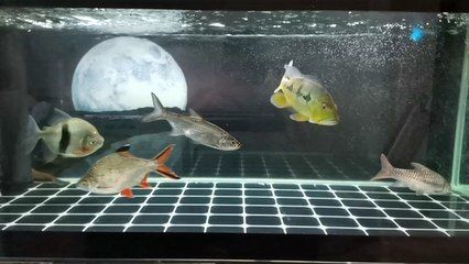 藍(lán)色金龍魚值多少錢：藍(lán)色金龍魚的價值 水族問答 第1張