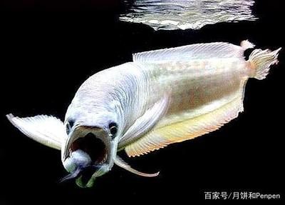 龍魚藥什么牌子的好用又便宜：龍魚藥水價(jià)格對(duì)比表如何選擇龍魚藥水價(jià)格對(duì)比表