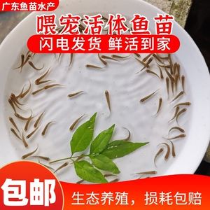 龍魚(yú)可以喂草魚(yú)嗎：龍魚(yú)可以喂草魚(yú)，但要注意喂食量和頻率 龍魚(yú)百科 第4張