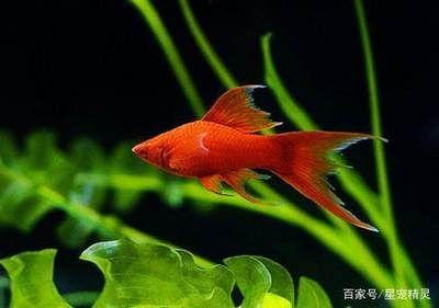 觀賞魚飼料選擇要點(diǎn)：觀賞魚飼料及牌推薦 龍魚百科 第4張