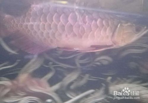 龍魚最近怎么總是跳缸：龍魚為什么會跳缸？ 龍魚百科 第2張