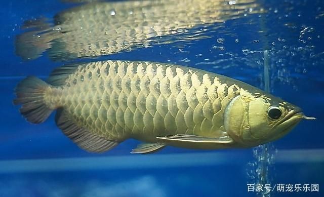 龍魚一次喂食量要多少：關(guān)于龍魚喂食量的一般原則和計(jì)算方法 龍魚百科 第1張