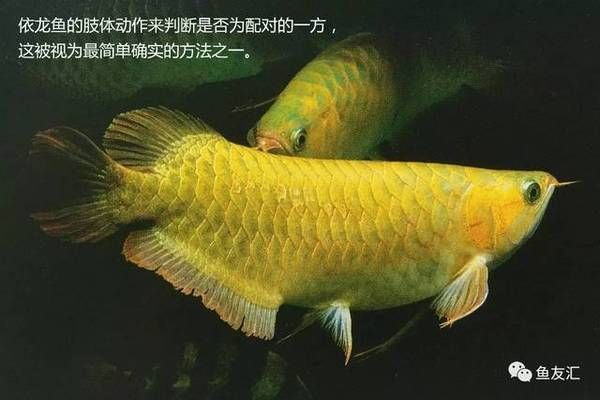 紅龍魚(yú)繁殖期最佳管理策略：紅龍魚(yú)的飼養(yǎng)管理 龍魚(yú)百科 第2張