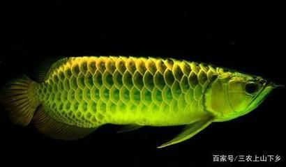 龍魚(yú)的養(yǎng)殖技術(shù)與管理：龍魚(yú)的養(yǎng)殖技術(shù)與管理方法 龍魚(yú)百科 第4張