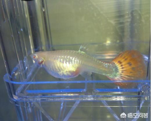 觀賞魚體長影響因素分析：如何優(yōu)化觀賞魚生活環(huán)境，觀賞魚飼養(yǎng)技巧分享 龍魚百科 第5張