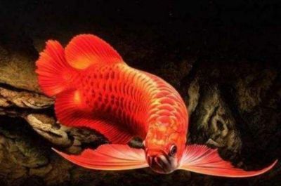 龍魚會(huì)掉眼嗎：龍魚掉眼與遺傳因素關(guān)系， 龍魚百科 第5張